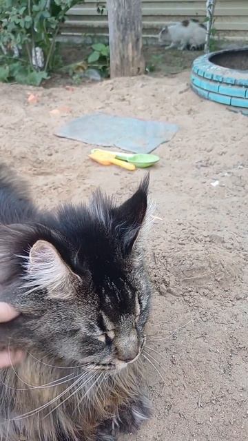 первая встреча с котом сева #zoo #котофейка #животные #видосыоткота #веселыекоты  #сева
