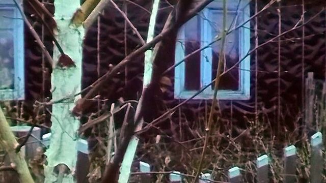 1988 год. Тюменская область. Сельские животноводы
