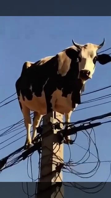 Внимание вопрос