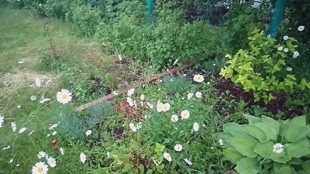 Цветы украшают дачу