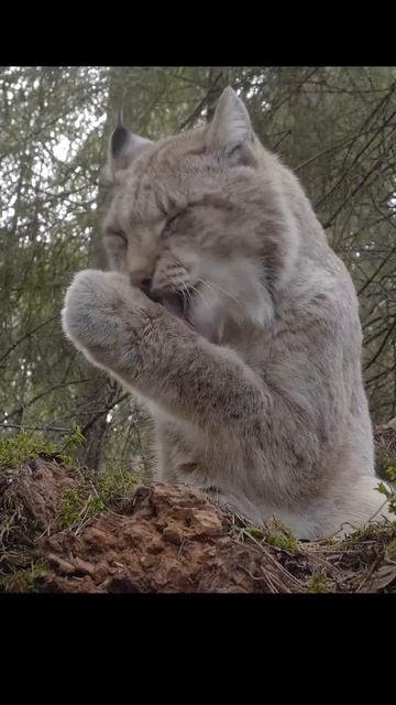Рысь.Lynx. #wildlife #shots