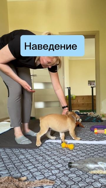 Что может щенок ка де бо в 8 недель