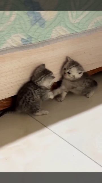 Уберите_детей_от_экрана_Очень_ожесточённый_бой_🥊
