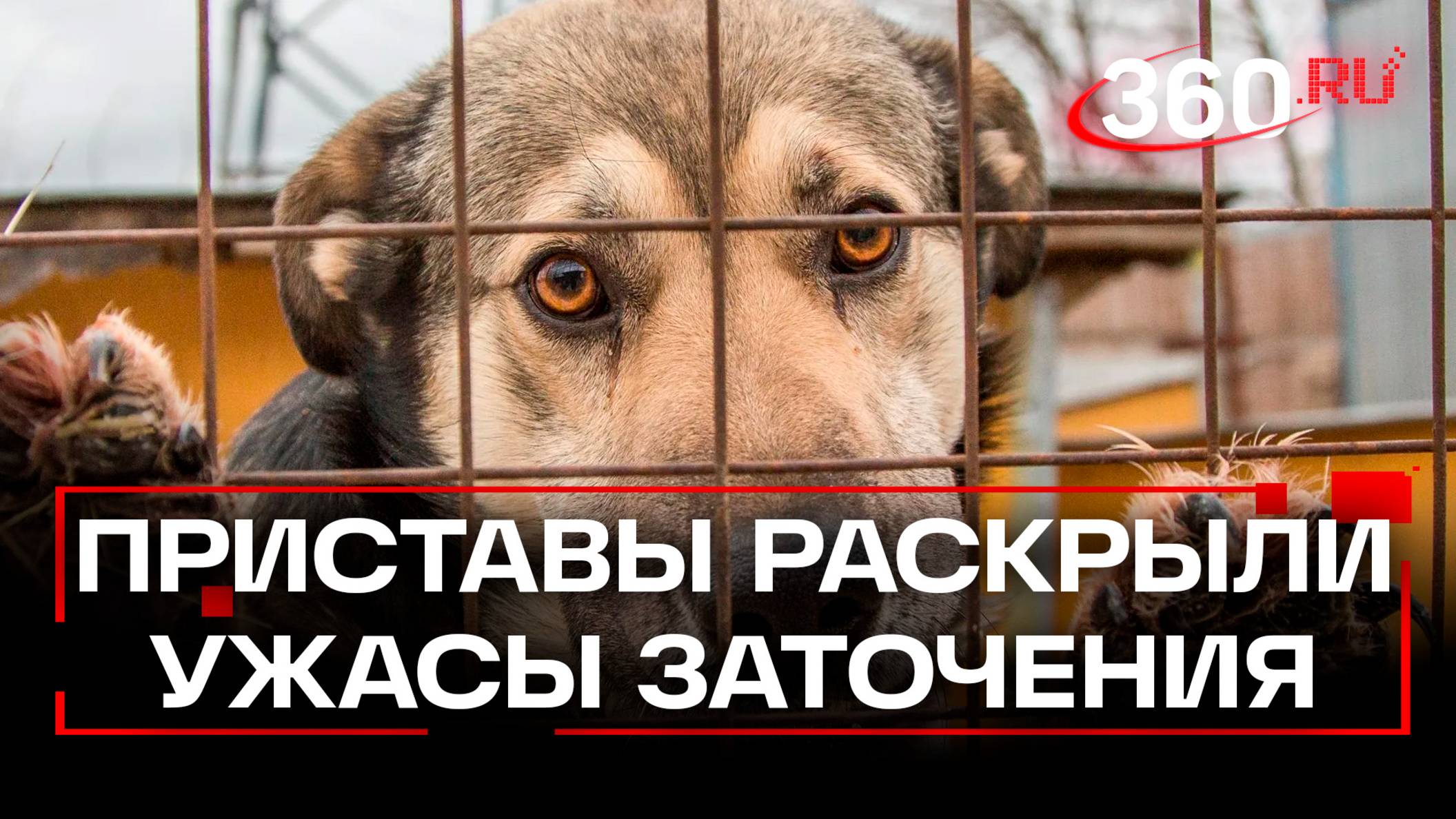 Приставы спасли 30 кошек и собак из заточения: подробности операции