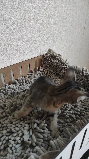 Ориентальные котята