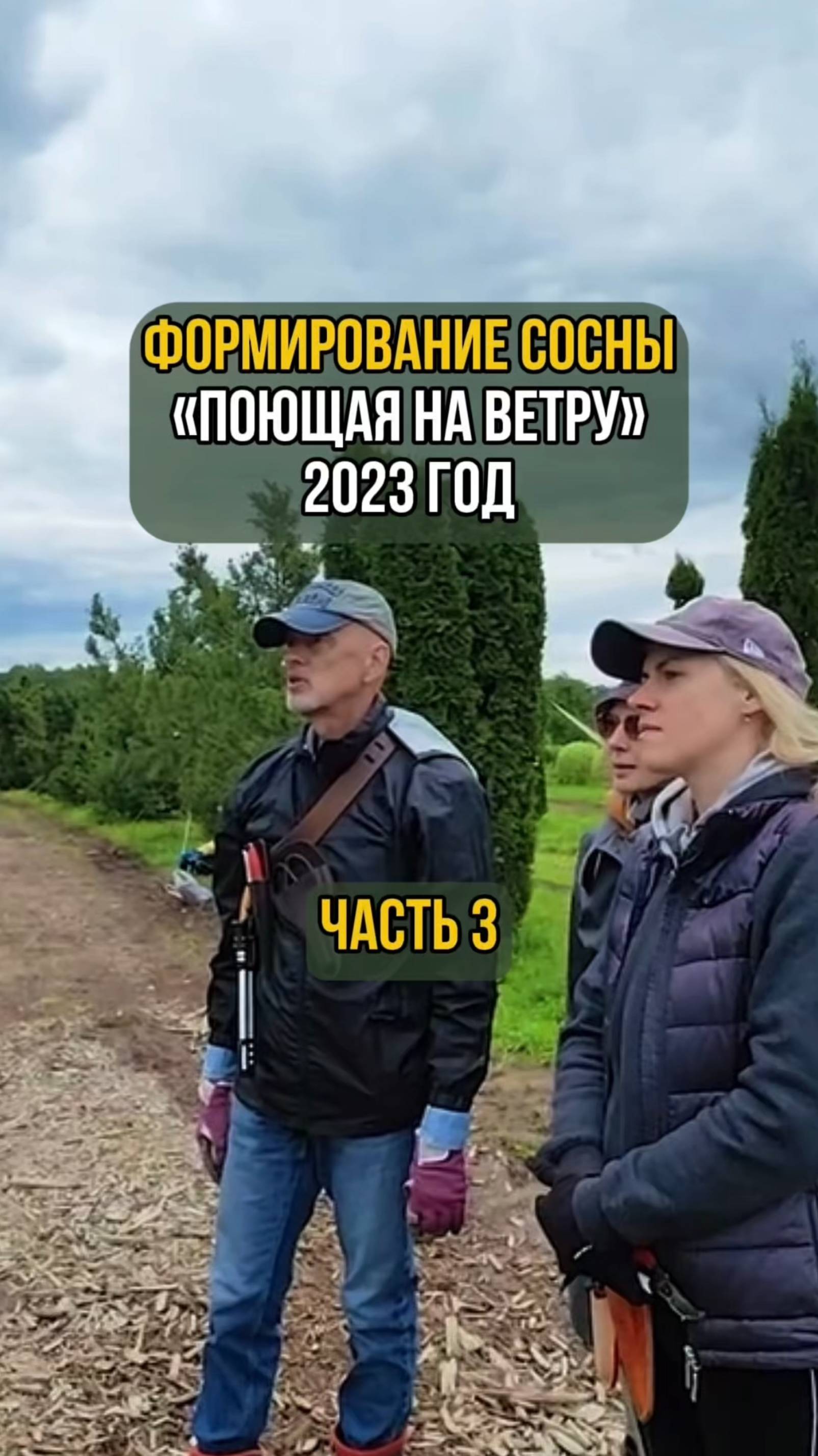 Формирование сосны "Поющая на ветру" 2023 год. Часть 3