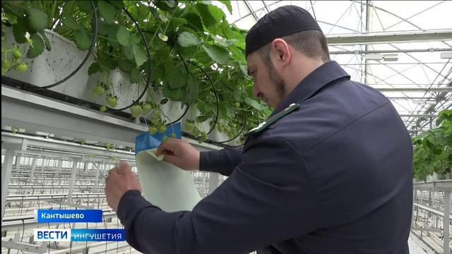 Фитосанитарный мониторинг тепличного комплекса «Кантышевский»