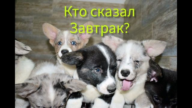 щенки Вельш Корги Кардиган