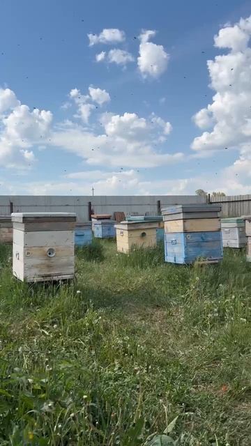 рой заходит на пасеку