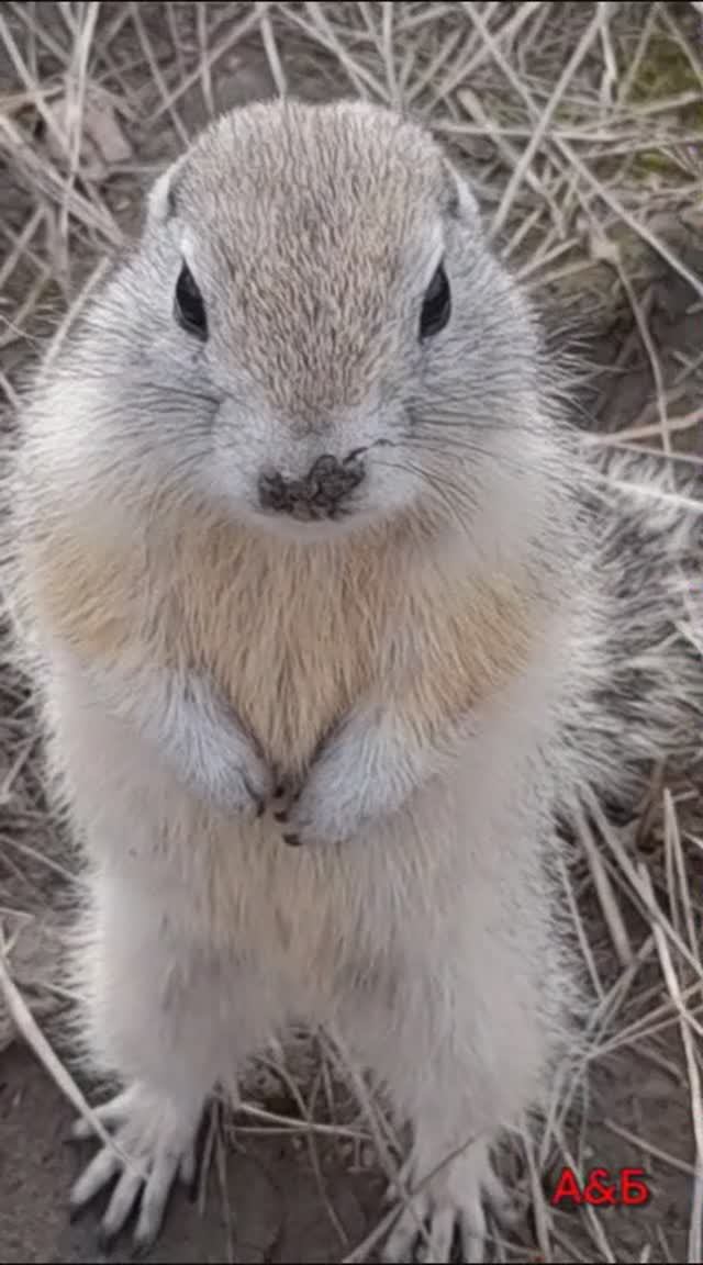 Суслик, о. Татышев Красноярск 05.04.2024