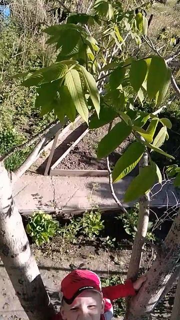 сижу на дереве вторая часть ради контента для вас