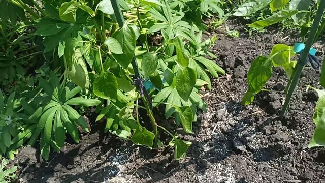 Высаживаю сладкий перец в открытый грунт.04.06.2025