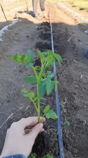 Продолжение