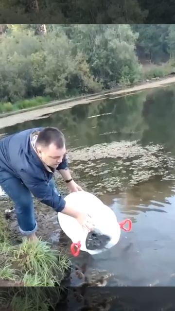 Зарыбил карпом и амуром дикое лесное озеро, красавчик 👍!