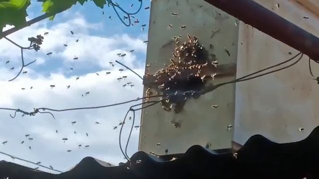 рой в деревне где нет пчеловодов