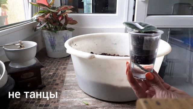 🌸Фиалка. Укоренение листовых черенков.