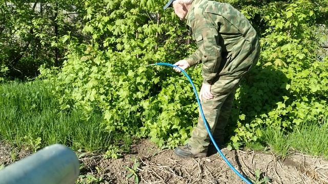 Когда и как, правильно поливать смородину.