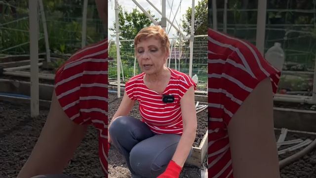ЗАЩИЩАЕМ ГРЯДКИ БУТЫЛКАМИ!
