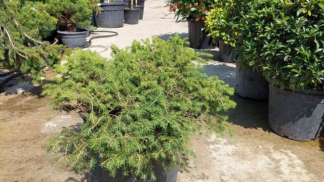 Ель ABIES NIDIFORMIS, CLT 50