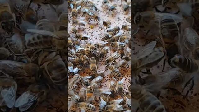 пчелы сами душат неугодных им маток