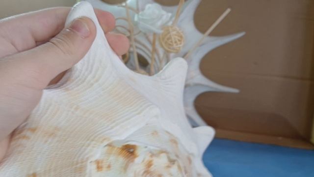 Ракушки с моря и не только