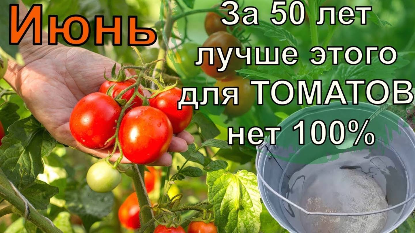 Томаты Вмиг Заплодоносят, Фитофторы у помидор Не Будет Никогда Подкормка для Июня!