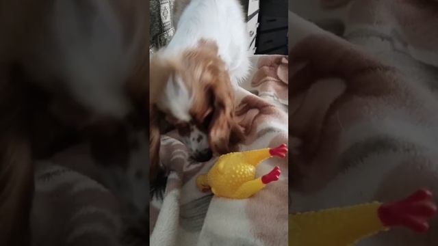 охотник 🤣🤦♀️