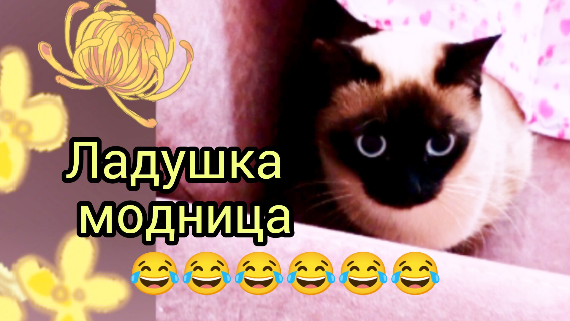 Кошка🐱Ладушка😂модница😂сковородница‼️#смешныекоты #котики #прикольные котики #милая кошка Ладушка