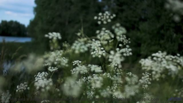 Пейзажи говорят с душой через эти ноты - Ghost (Instrumental) -- Forget the Whale -- Take to the Ski