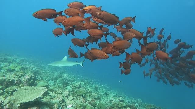 Серая рифовая акула, стая рыб. Мальдивы 2023 / Grey reef shark, school of bigeye fish. Maldives