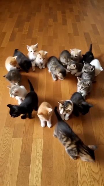 КАКИЕ МИЛЫЕ КОТИКИ