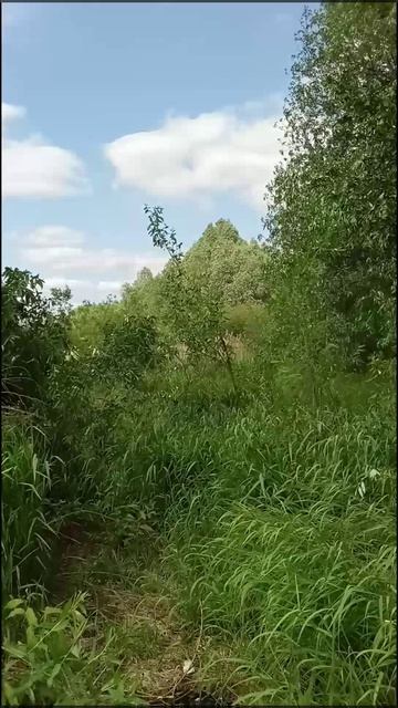 Вы слыхали как поют дрозды???,а может не дрозды😚🥺🦜🦜#пениептиц#природа