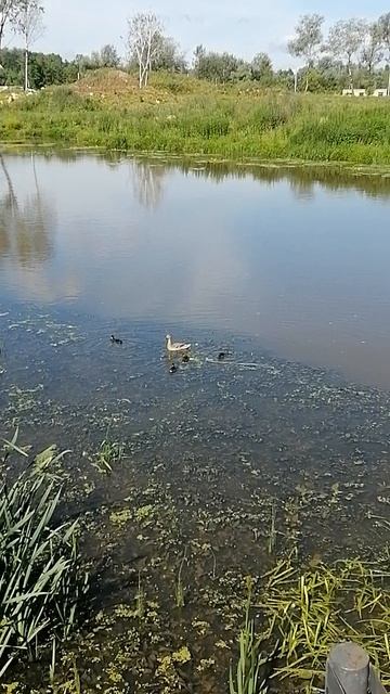 VID_20240619_094520.mp4
