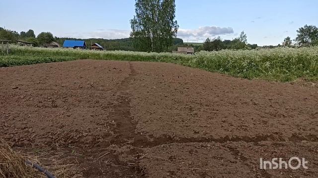 Мои огородные дела.