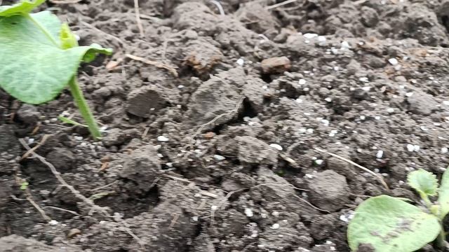 Состояние рассады гигантской тыквы после недельной посадки...