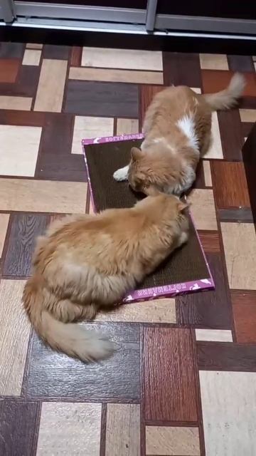 Когтеточку не поделили🤣
