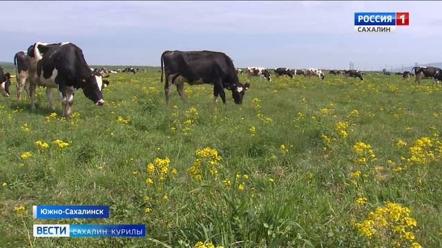 "Вести. Сахалин. Курилы". 3 июня 2025 года