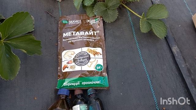 Посадка и уход за клубникой перед цветением.
