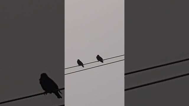 Пенье птиц