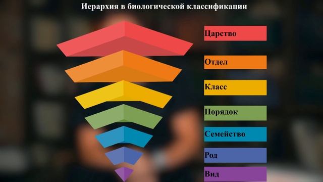 Систематика растений. Биология 6 класс. Царство растений. Классы Цветковых. Однодольные и двудольные
