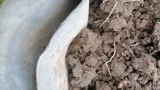 VID_20250510_134851.mp4