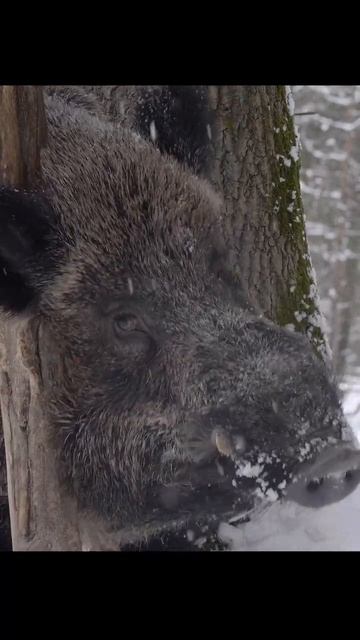 Секач чешется. Wild boar itches. #wildlife #shots