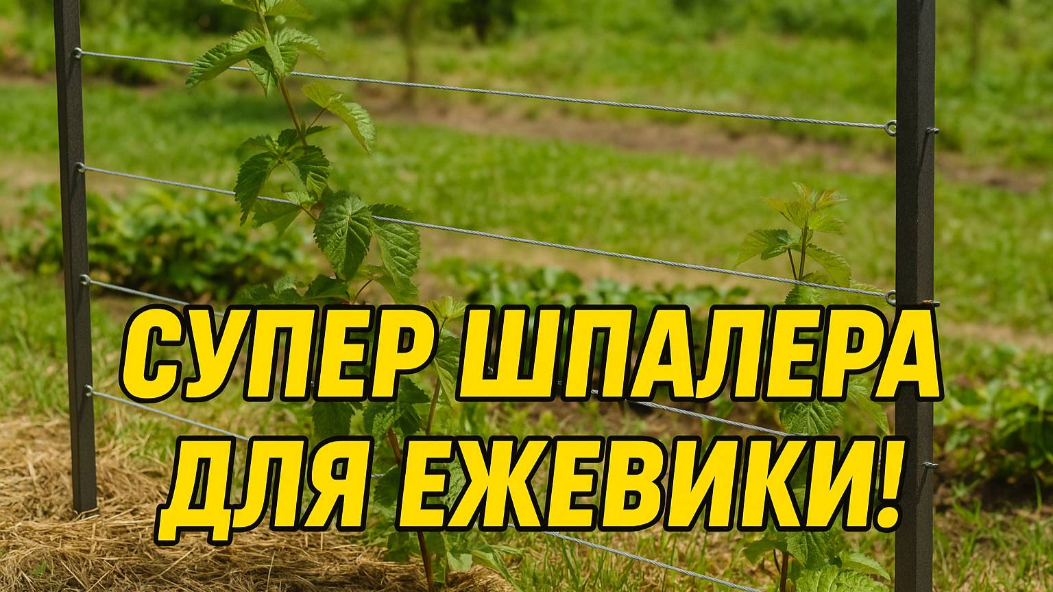 Шпалера для ежевики, которую не сдует ветром! Удобно и просто