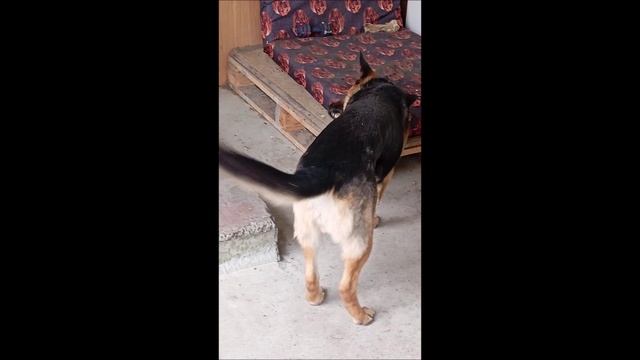 Собака. Кот. Кос и Том