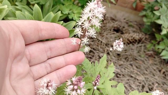 Тиарелла (Tiarella) зацвела в нашем саду 2025