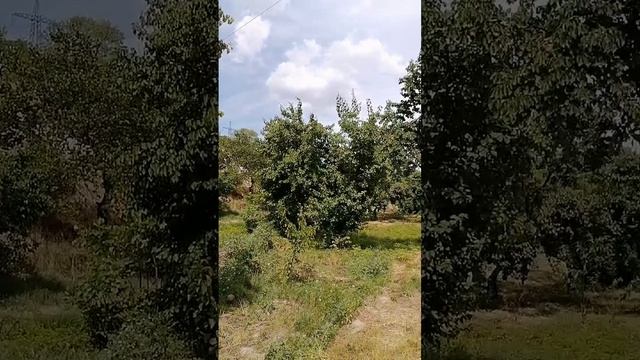 Абрикосы в Узбекистане (сбор урожая)
