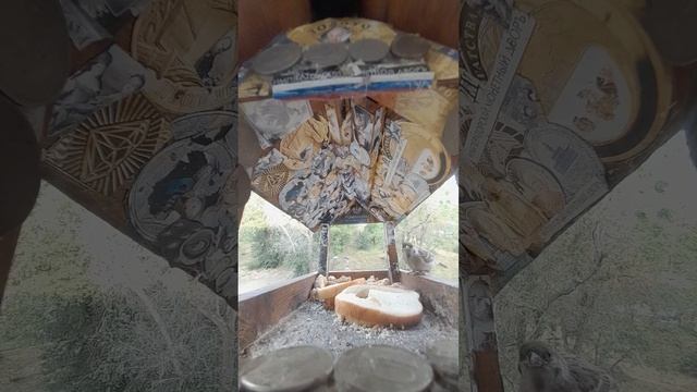 1000044050.mp4Жизнь кормушки.04.06 2025г.