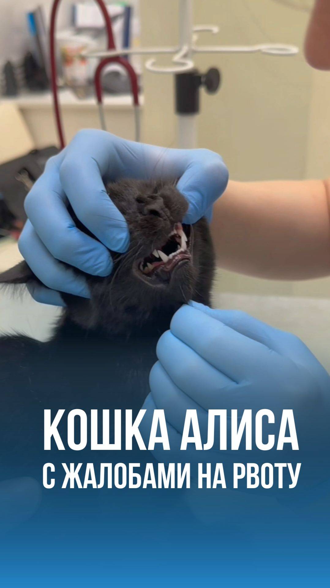 Кошка Алиса на приеме в ветклинике Эпиона