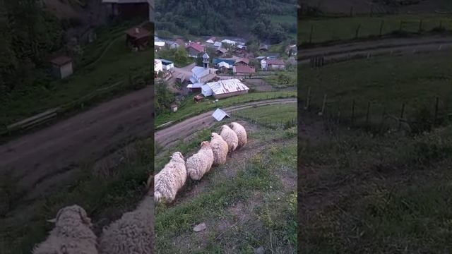 1000252193.mp4