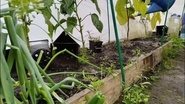 03.06.2025. Поливаю. Удобряю. От жары спасаю. Готовлю делянку под картошку, наконец-то!